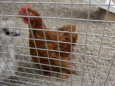 Bantam Cochin Rooster