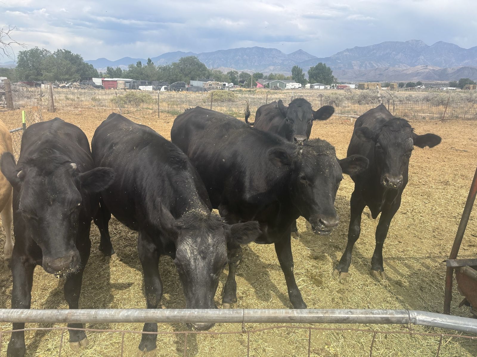 5 Black steers Livestock for Sale