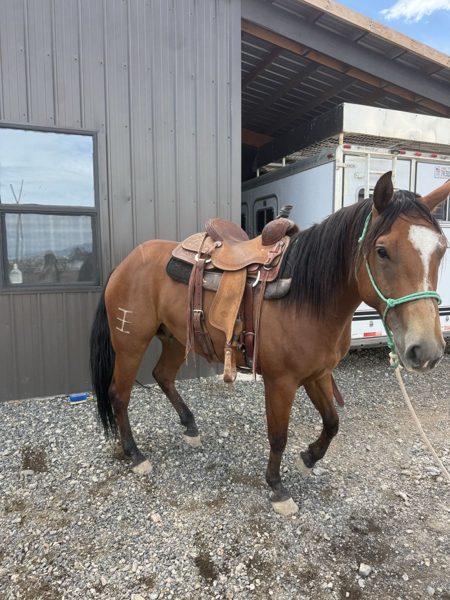5yr old horse