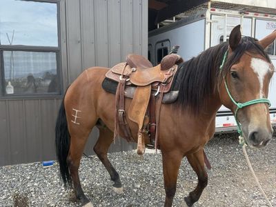 5yr old horse