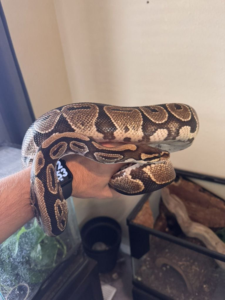 Normal Ball Python