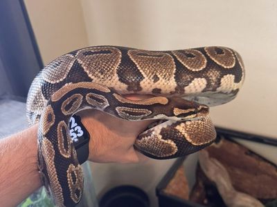Normal Ball Python