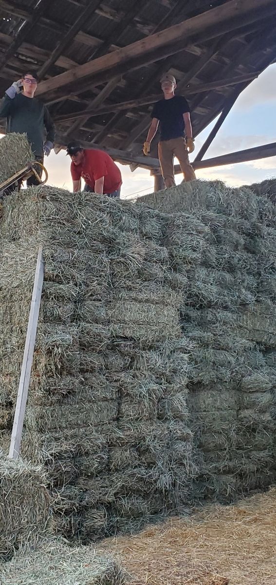 Alfalfa