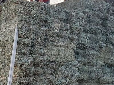 Alfalfa