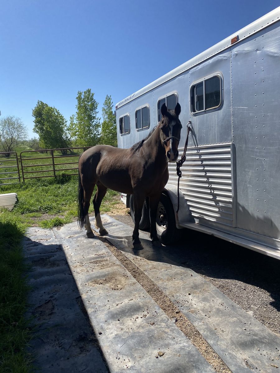 17 yr old Gelding