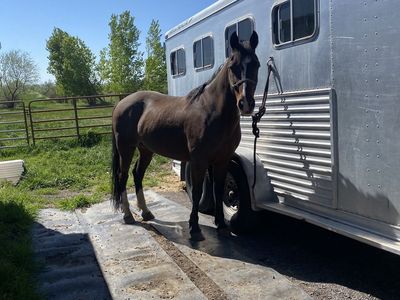 17 yr old Gelding