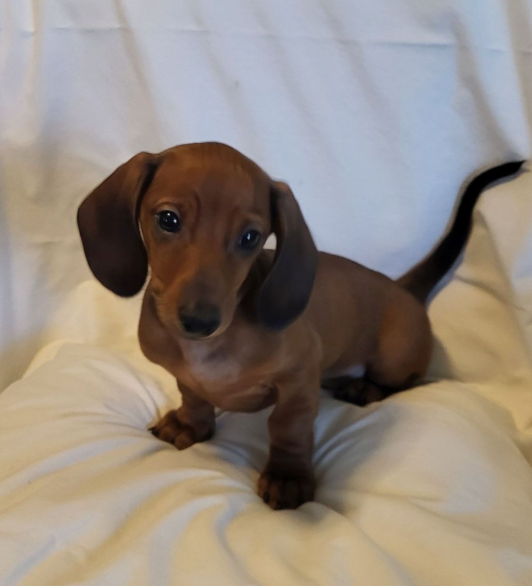 Dachshund Puppy Mini Red Male AKC