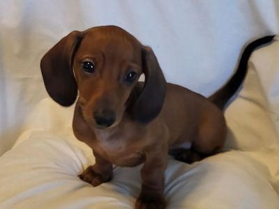 Dachshund Puppy Mini Red Male AKC