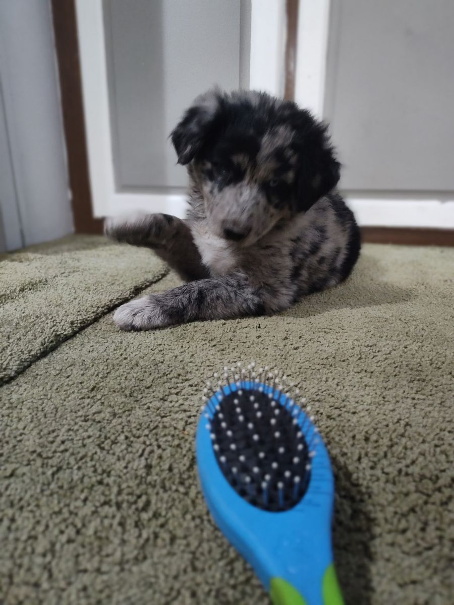 Austrian Shepherd @ Border colie mix