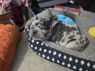 French bulldog