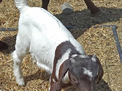 abga 100% boer doeling