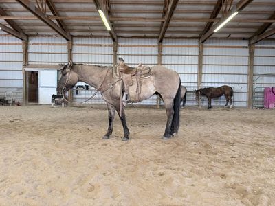 4 Year Old Grulla Gelding