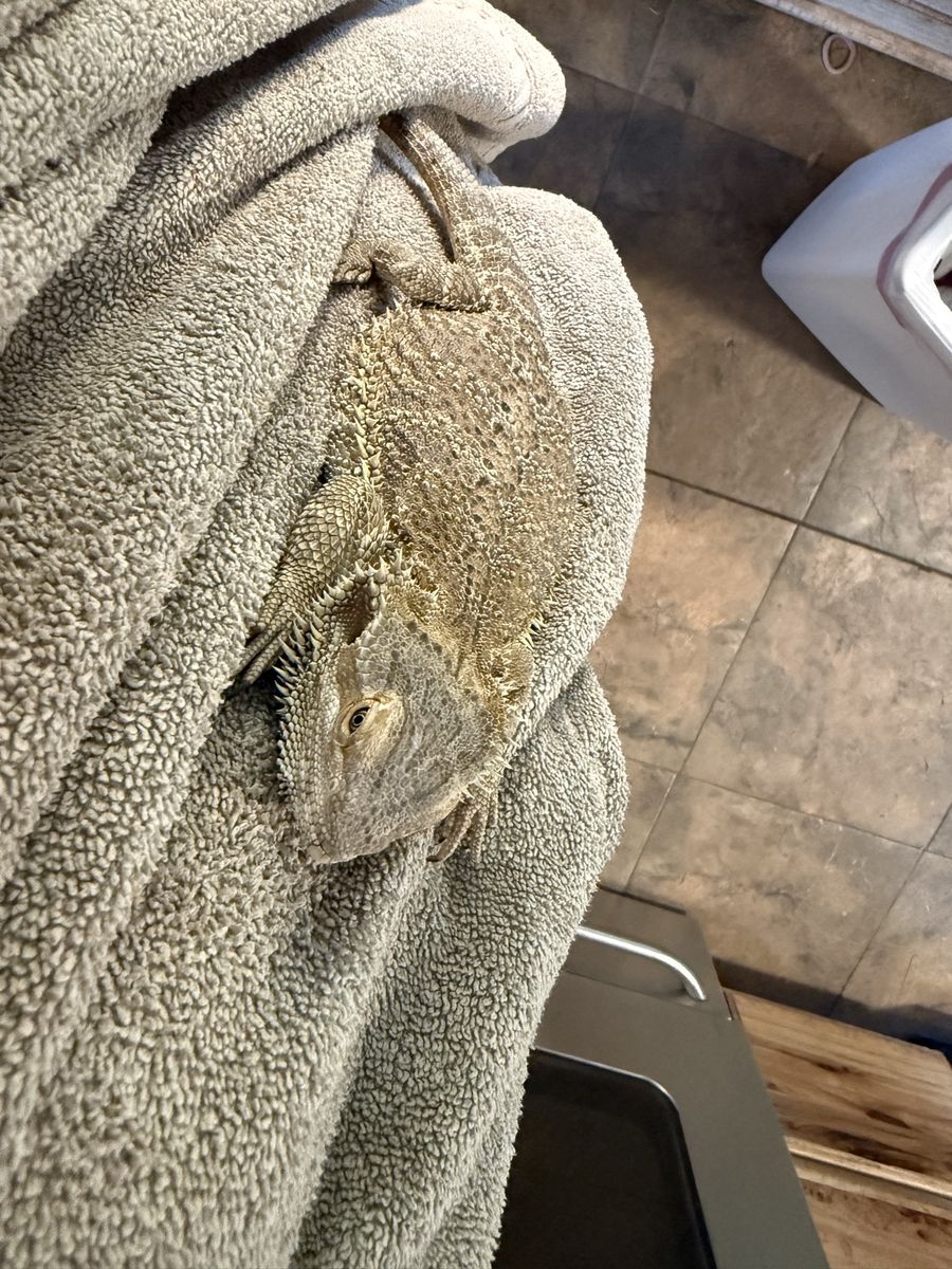 2-Year-Old Bearded Dragon with Full Setup - Needs New Home & Larger Enclosure