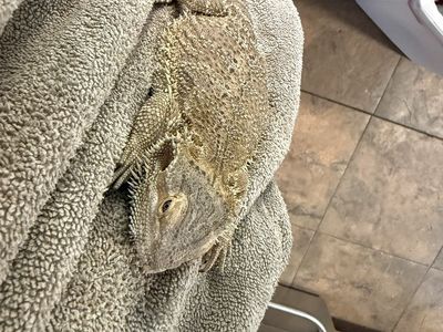 2-Year-Old Bearded Dragon with Full Setup - Needs New Home & Larger Enclosure