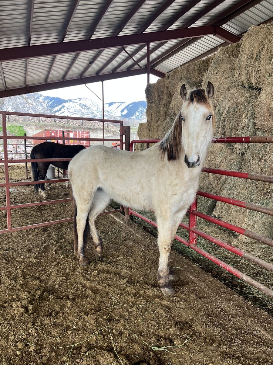 (Almost) 2 Yr Old Grade Mare