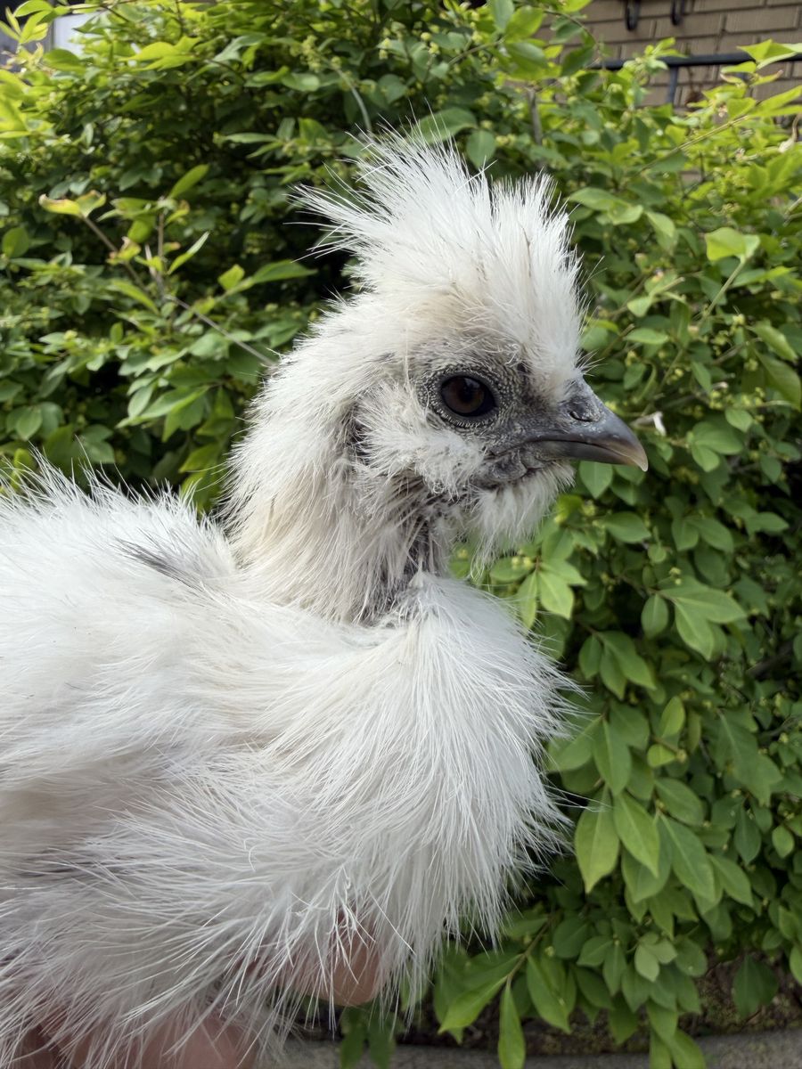 Silkie Pullet
