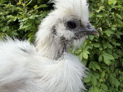Silkie Pullet