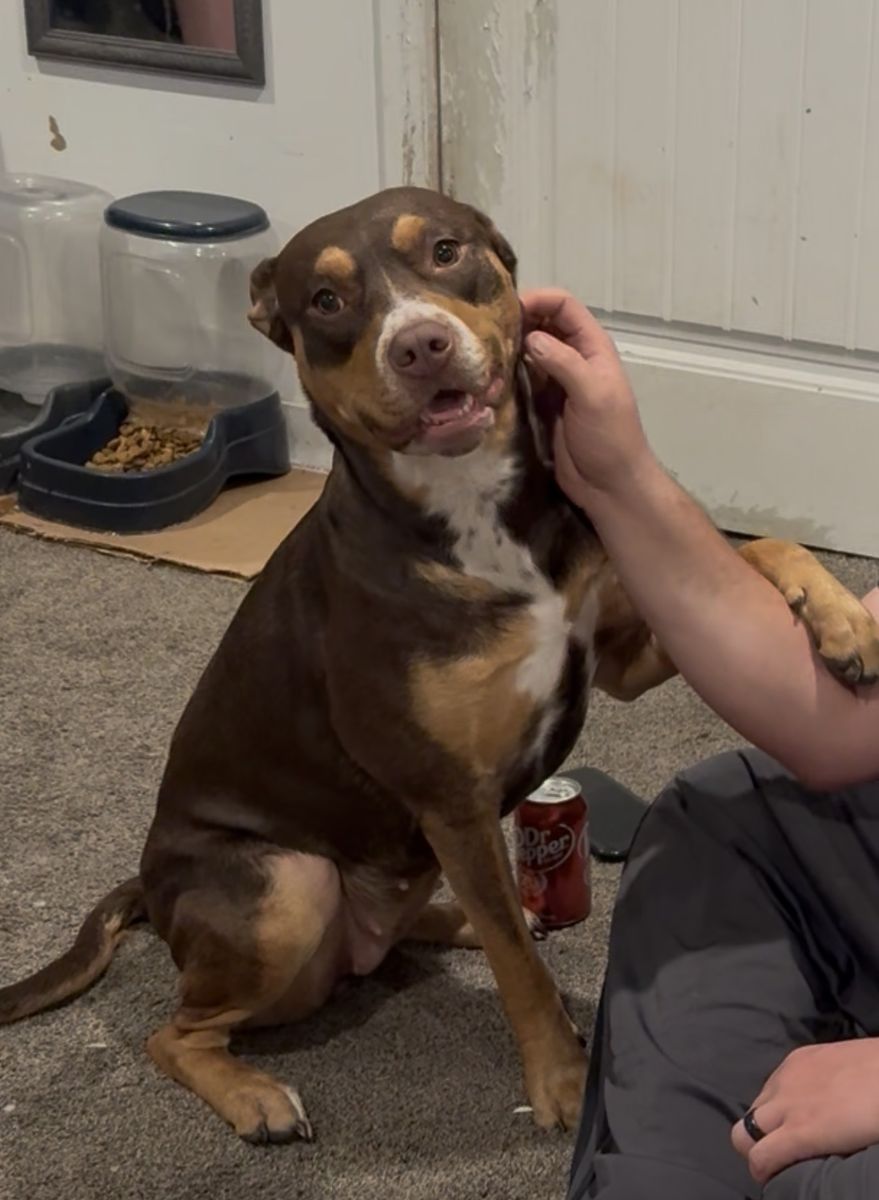 2 yr old tri colored pit/lab female