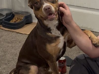 2 yr old tri colored pit/lab female