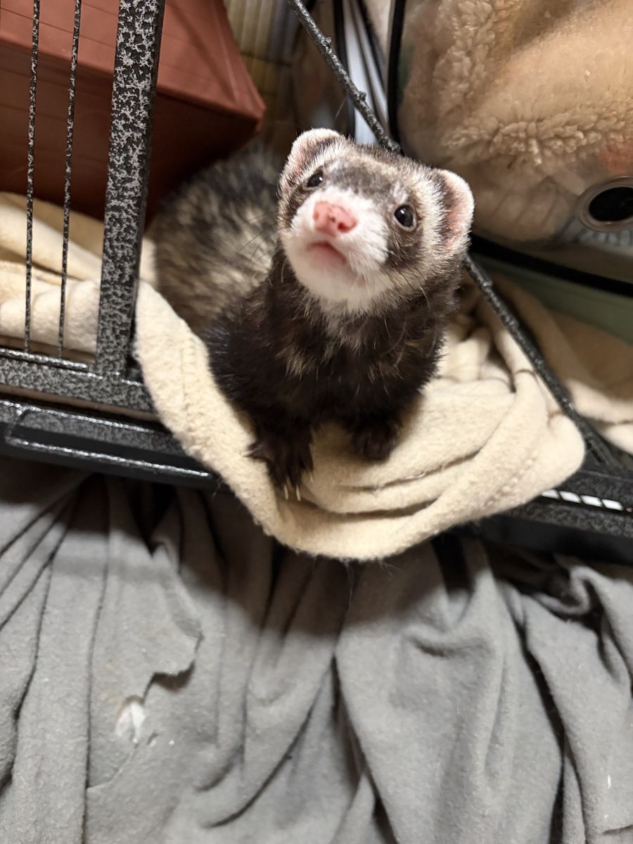 4 ferrets