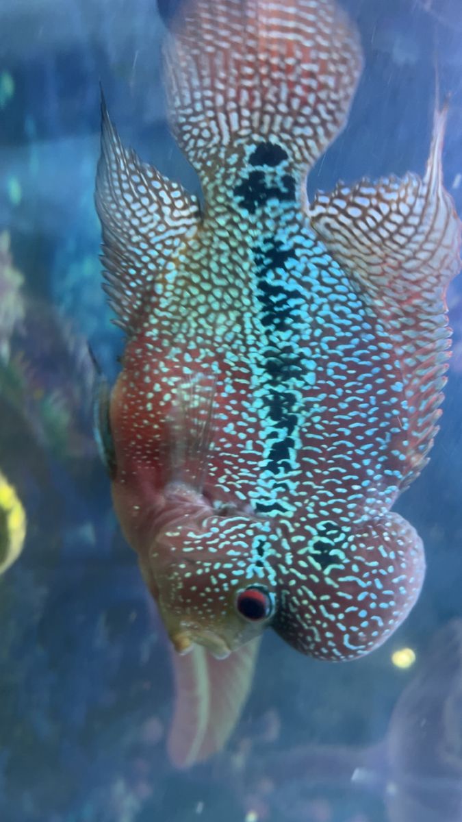 male Kamfa Flowerhorn cichlid