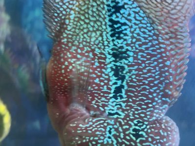 male Kamfa Flowerhorn cichlid