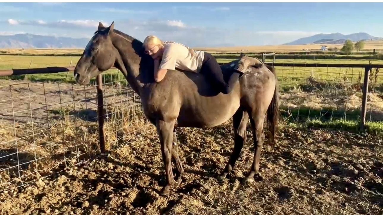 16-17 Year Old Grade Gelding