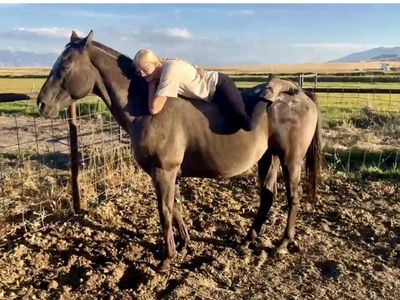 16-17 Year Old Grade Gelding