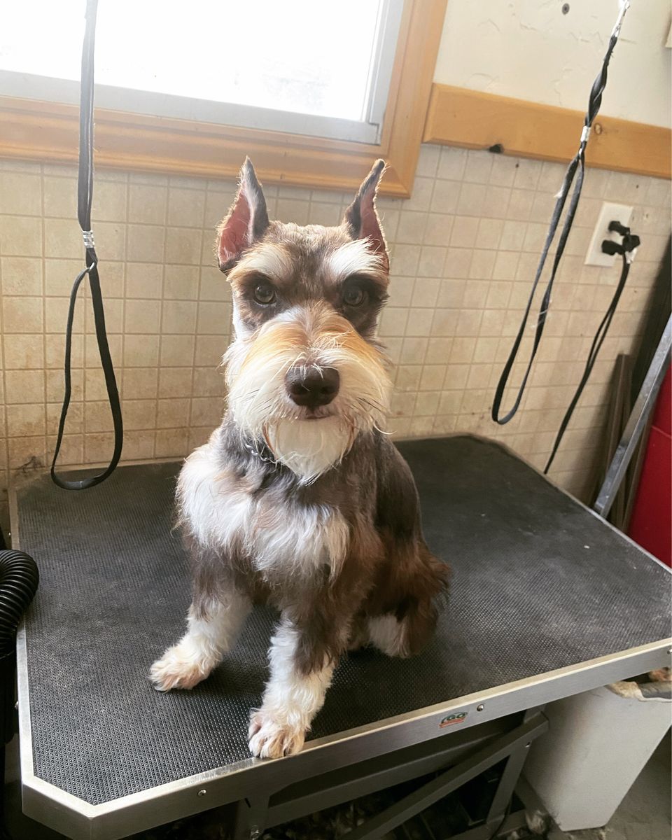 Miniature Schnauzer Puppies