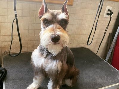 Miniature Schnauzer Puppies