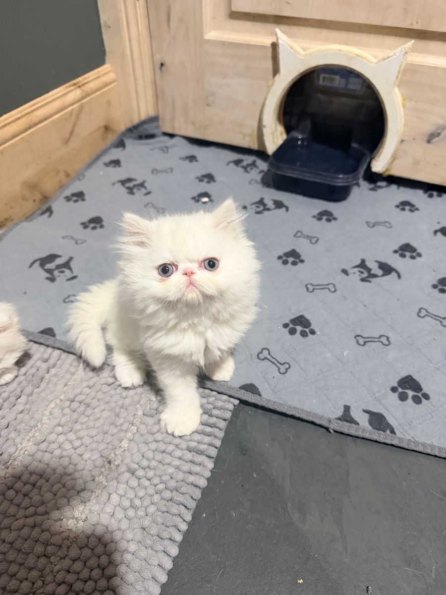 Persian Kitten