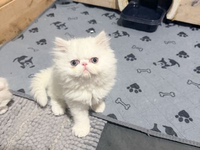 Persian Kitten