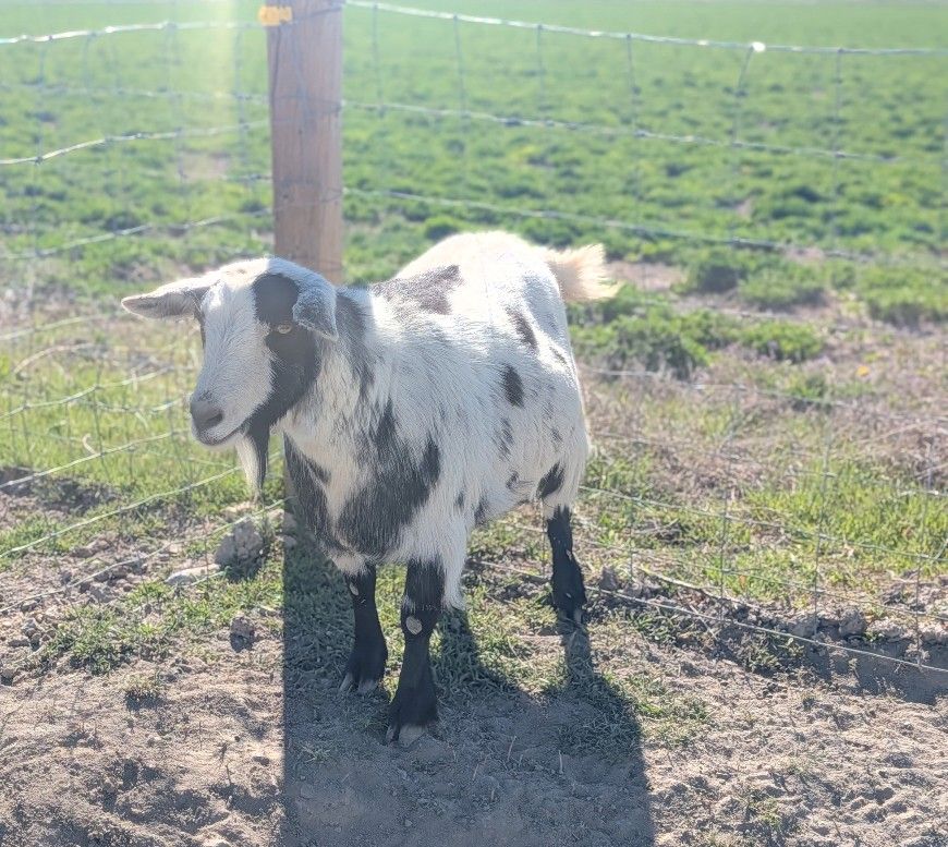 Cute pigmy mix goats