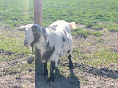 Cute pigmy mix goats