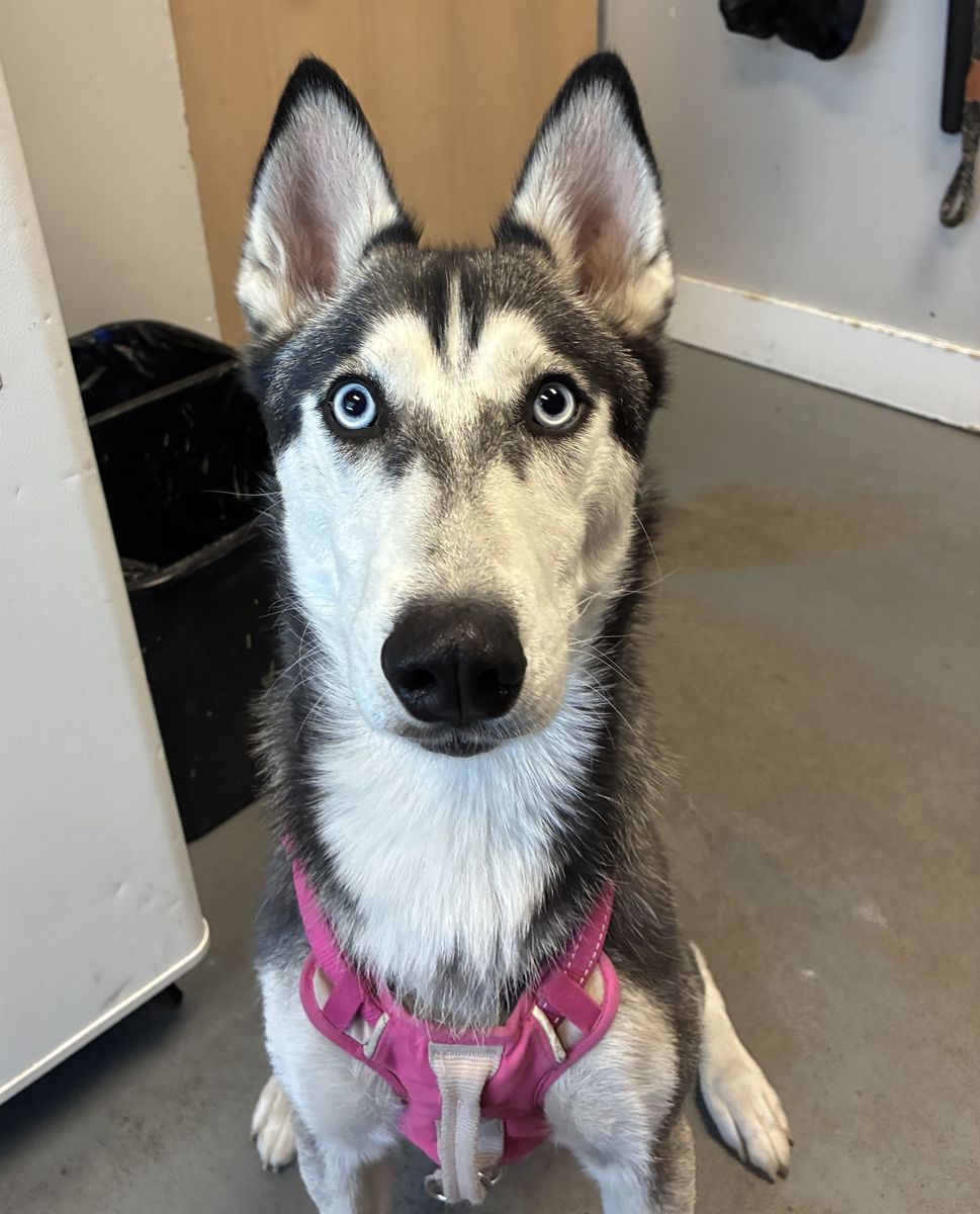 A161724 Lia is Available for Adoption!