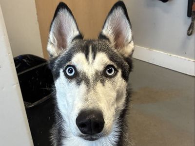 A161724 Lia is Available for Adoption!