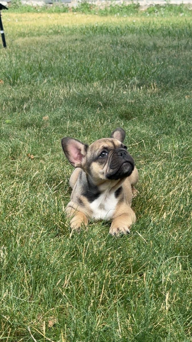 French Bulldog Puppy