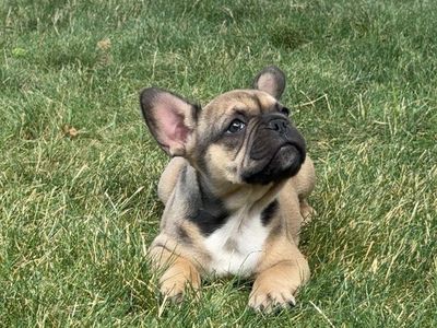 French Bulldog Puppy