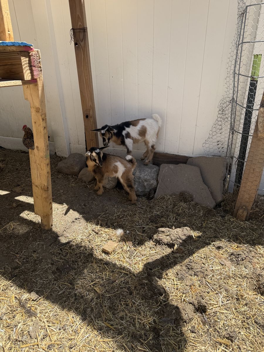Nigerian Dwarf Goat Kids - Adorable, Healthy, and Ready for New Homes!