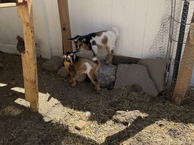 Nigerian Dwarf Goat Kids - Adorable, Healthy, and Ready for New Homes!