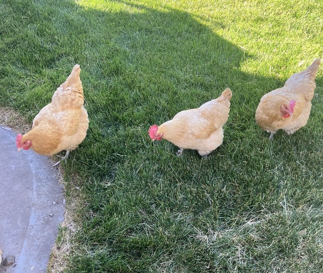 Buff Orpington Hens - Trio of Laying Chickens