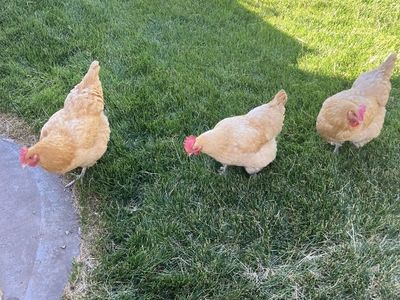 Buff Orpington Hens - Trio of Laying Chickens