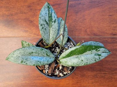 Hoya Wilbur Graves China Live Houseplant