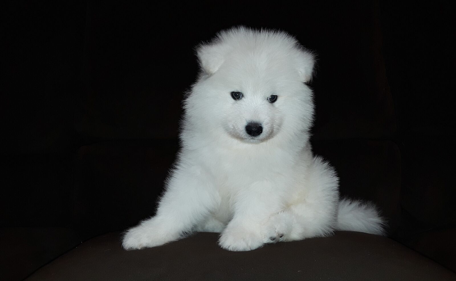 Confirmed pregnancy !!! Samoyed puppies AKC