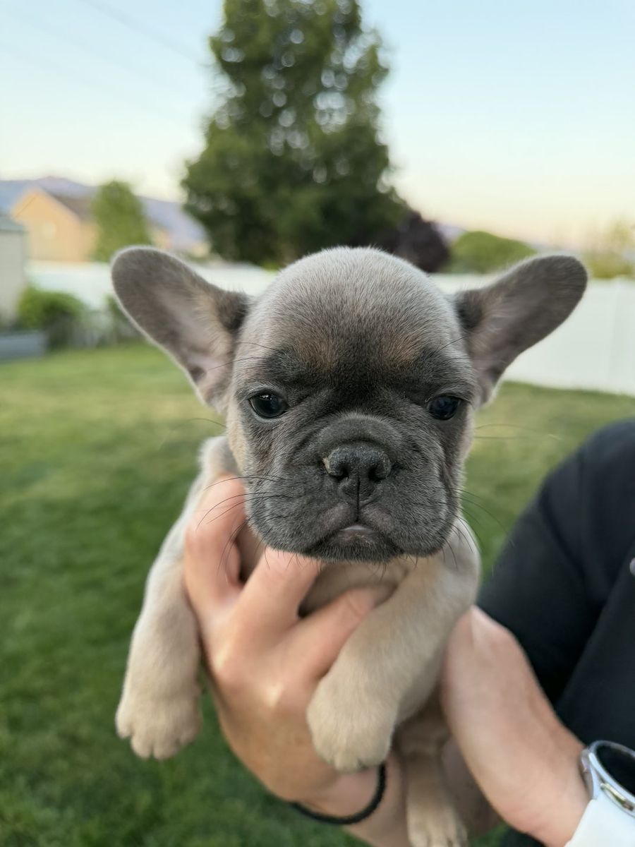 Female AKC Pupp