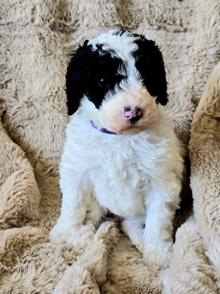 Doodle puppies (mini sheepadoodle)