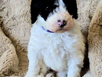 Doodle puppies (mini sheepadoodle)