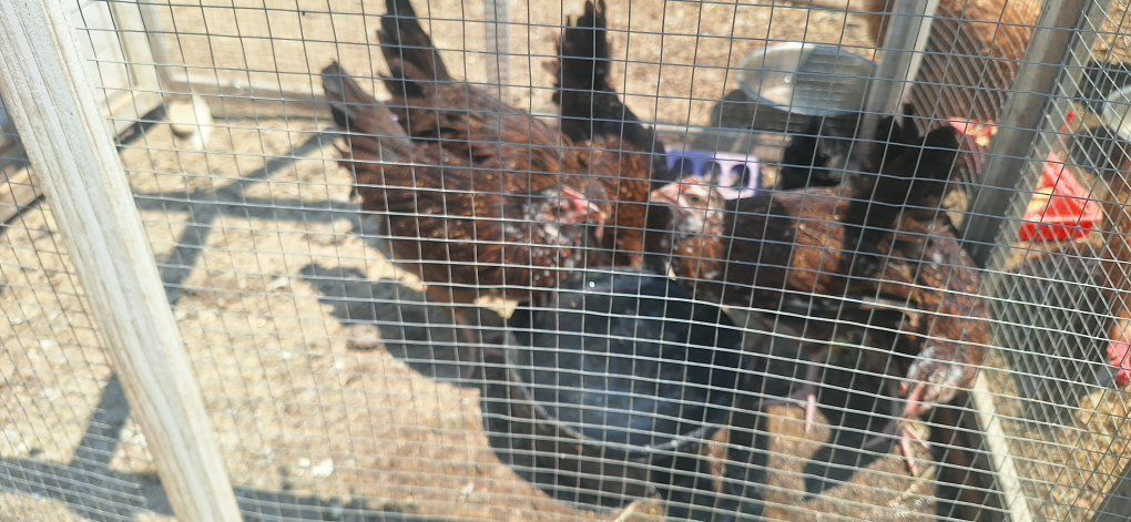 Speckled Sussex Chickens / Pullets