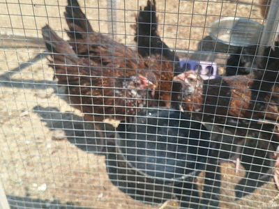 Speckled Sussex Chickens / Pullets