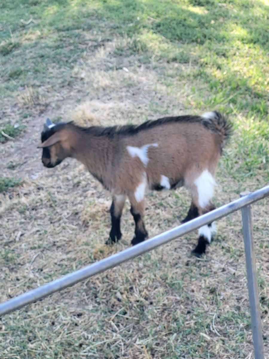 2 Male Nigerian dwarf goats